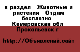  в раздел : Животные и растения » Отдам бесплатно . Кемеровская обл.,Прокопьевск г.